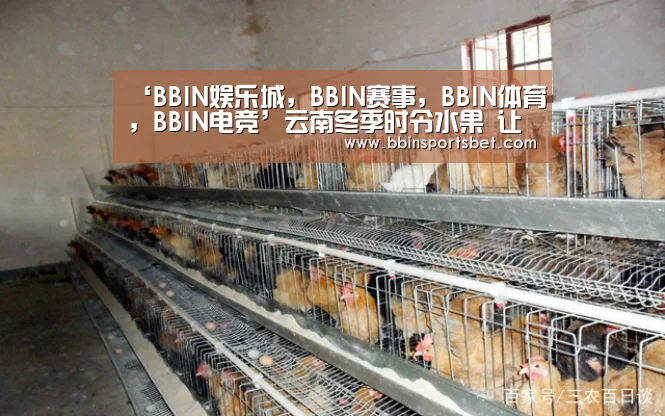 ‘BBIN娱乐城,BBIN赛事,BBIN体育,BBIN电竞’云南冬季时令水果 让你大饱口福(图3) BBIN娱乐城,BBIN赛事,BBIN体育,BBIN电竞
