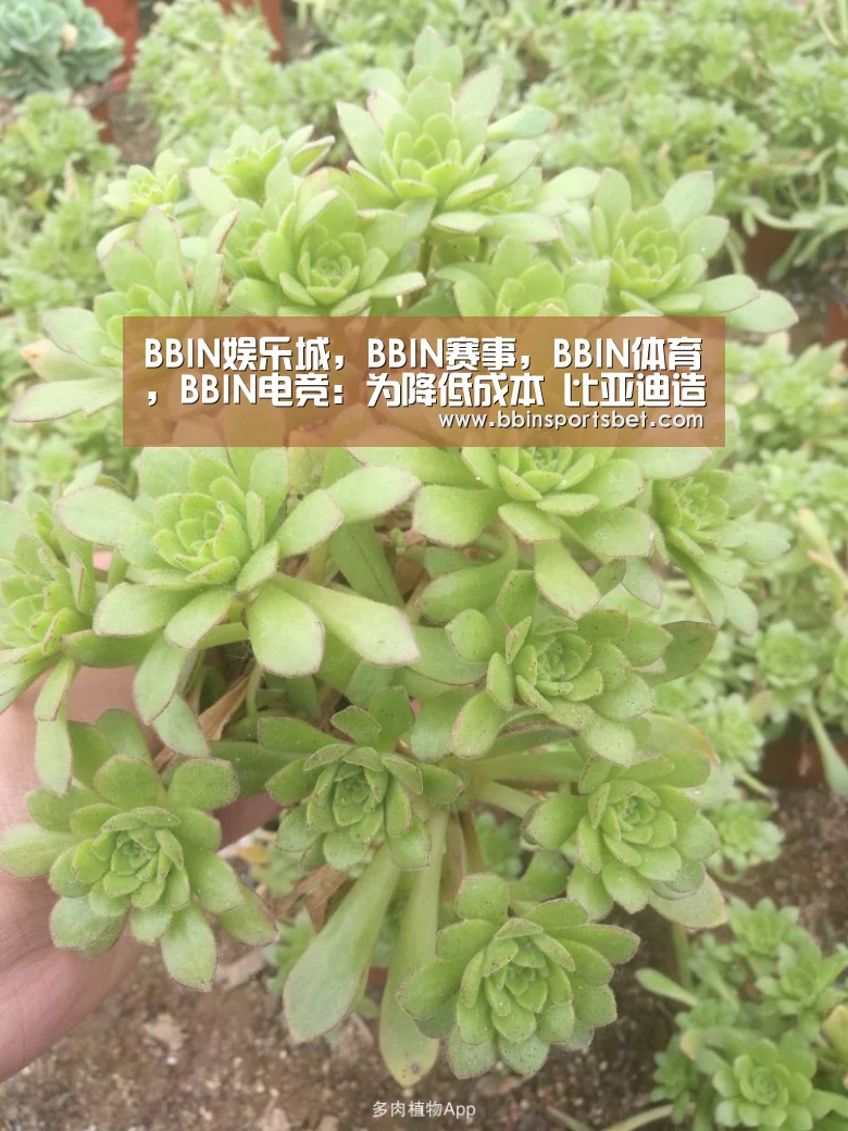 BBIN娱乐城，BBIN赛事，BBIN体育，BBIN电竞